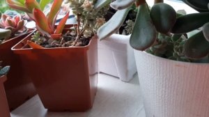 Групповая посадка суккулентов.Суккулентные садики.