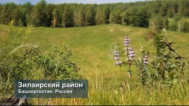 ХОЧИ МИРЗО: ХУРХОИ ЧАННАТ ДАР ЧАННАТ БО МАРДХО ЧИ ГУНА МУОМИЛА МЕКУНАНД? смотреть онлайн