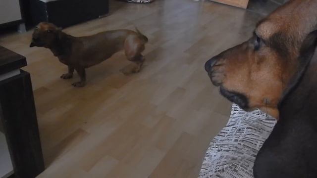 Такса ворчит | Dachshund Grumbles
