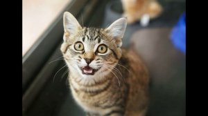 Мяуканье кота! Ваша кошка будет преследовать Вас! смотреть онлайн