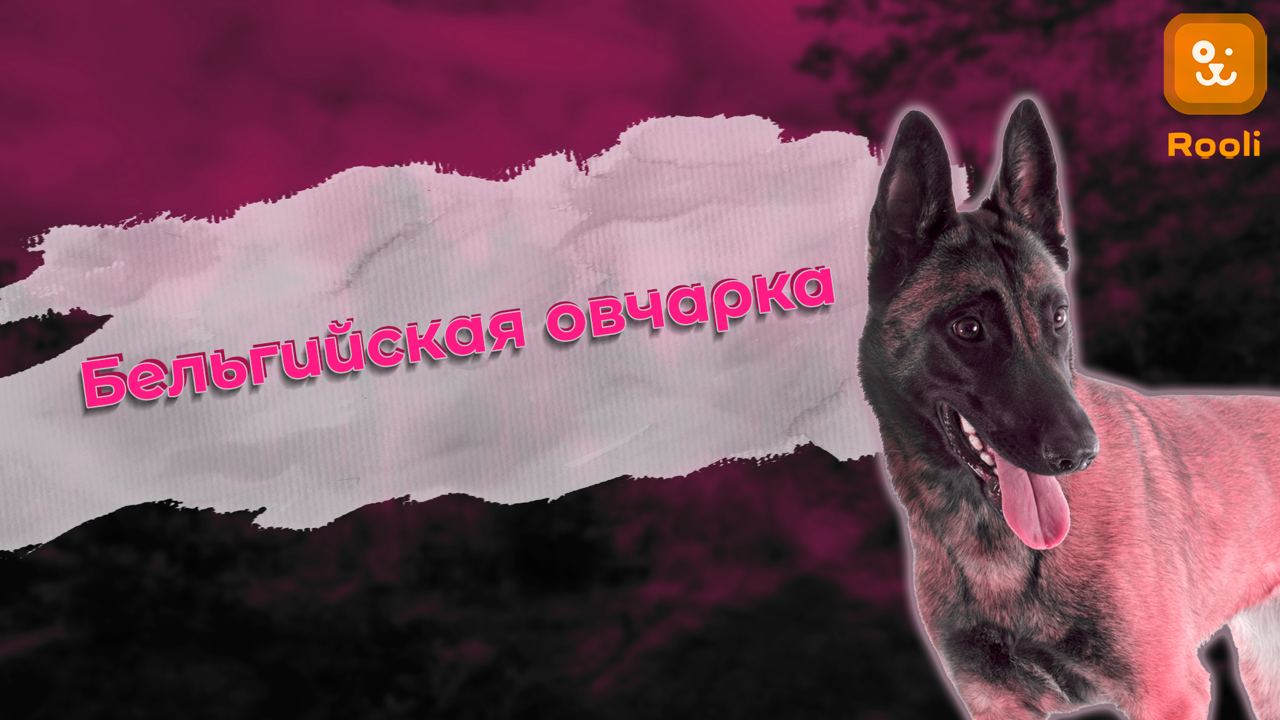 Черная бельгийская овчарка: Описание, Характер, Особенности Породы смотреть онлайн