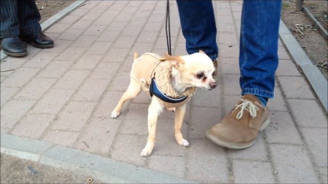 Как надеть и снять шлейку G-Pet. смотреть онлайн