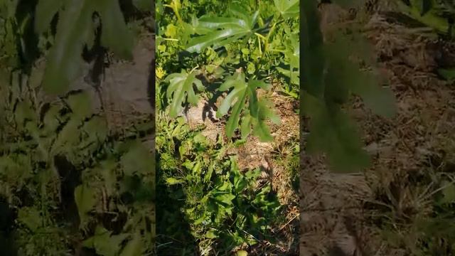 Инжир "Паначе" смотреть онлайн