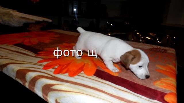 джек рассел прогулка фото щенков смотреть онлайн