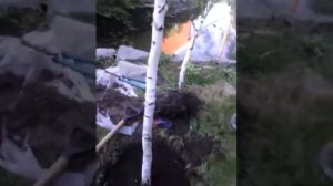 Посадка березы на штамб 2часть