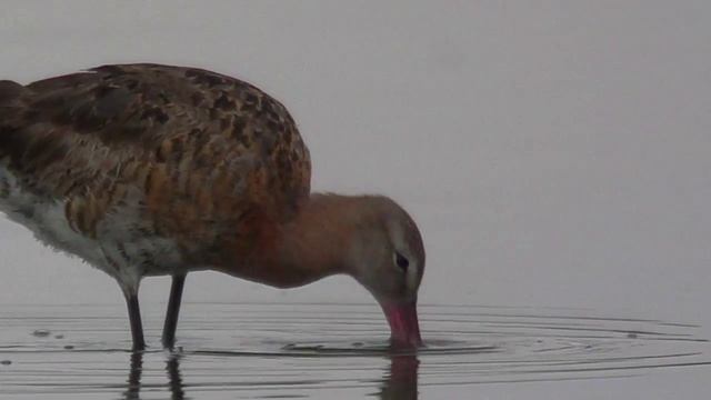 Большой веретенник (Limosa limosa) - Black-tailed godwit | Film Studio Aves смотреть онлайн