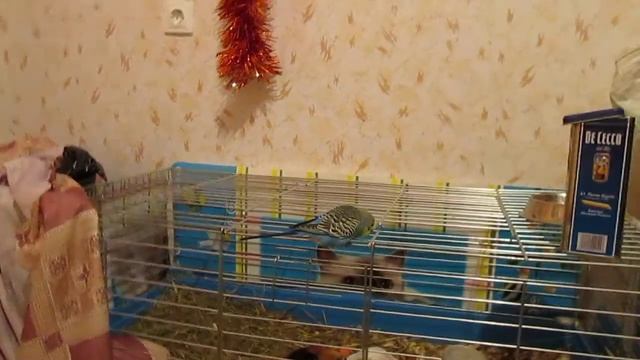самый умный попугай смотреть онлайн