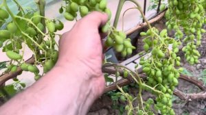 Солнечный ожог или серая гниль на винограде?