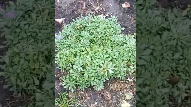 В мой Райский сад пришла благородная Осень ! смотреть онлайн