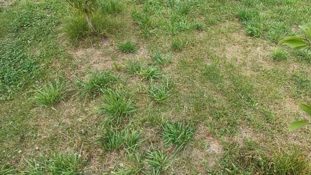 Боротьба з личинкою хруща в саду смотреть онлайн