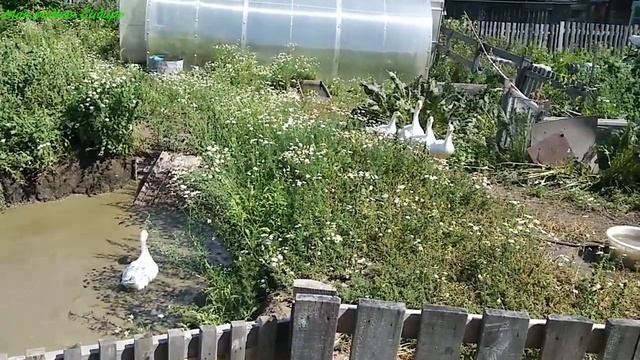 Чем же гуси занимаются целый день? А что делают петухи, наши красавчики? смотреть онлайн