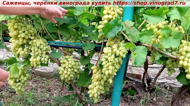 Парад сортов на 27.07.24 года - виноград БАНАНАС окрашивание, созревание, характеристики. смотреть онлайн