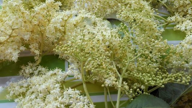 Бузина черная. Применение.