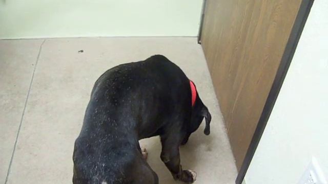 Cola's first day with Colorado Pit Bull Rescue смотреть онлайн
