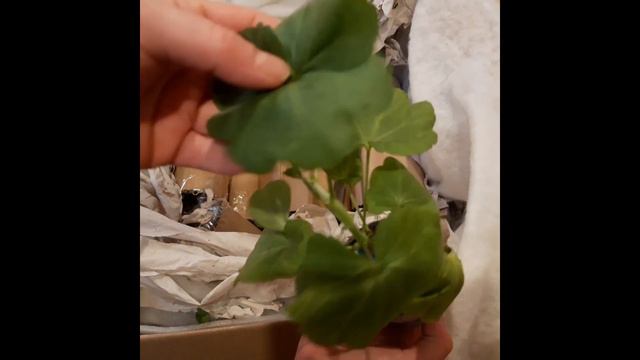 СУПЕР ПОСЫЛКА С 🌺🌺🌺 ПЕЛАРГОНИЯМИ!!! Делюсь с вами своей радостью!😊😊😊 смотреть онлайн