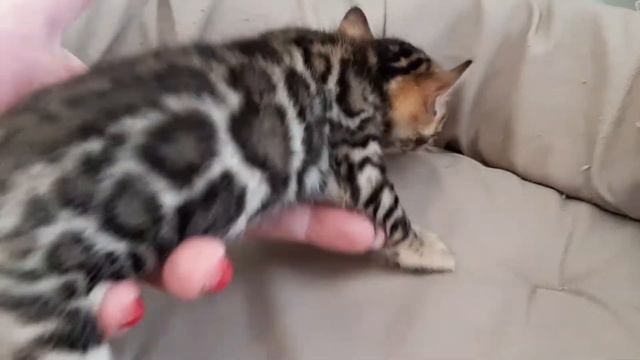 Бенгальская кошка. Питомник бенгальских кошек. Big Marshal смотреть онлайн