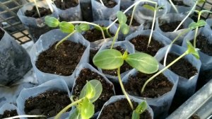 Что делать, если вытянулась рассада огурцов?