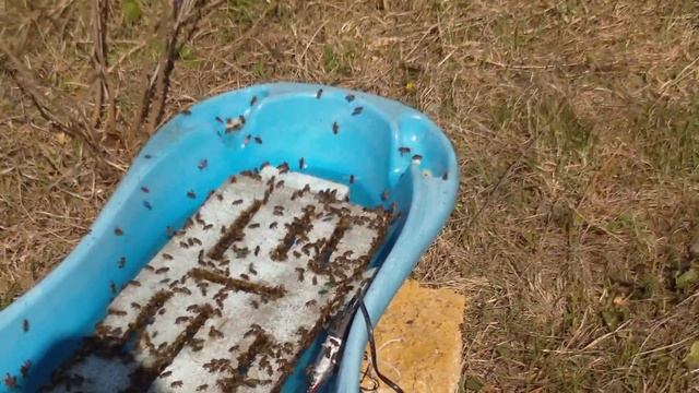 Поилка с подогревом для пчел. 2017 год смотреть онлайн