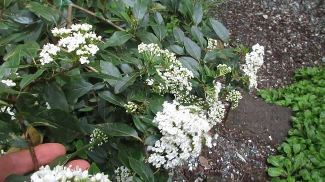 Viburnum tinus Spring Bouquet for cooler climates смотреть онлайн