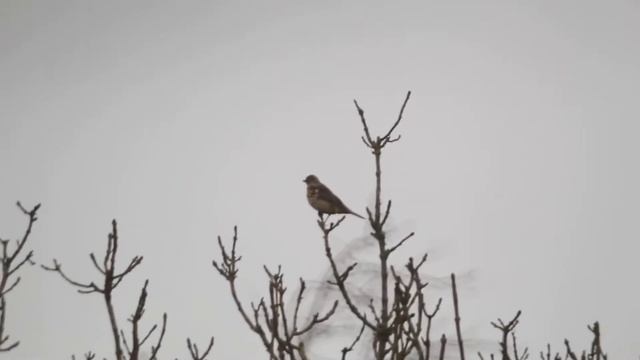 Nexstar 5SE Wildlife Filming смотреть онлайн