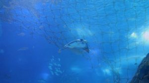 Подводный красивый мир, рыбки, медузы, океан, море, аквариум, водоемы, загадочный подводный мир.