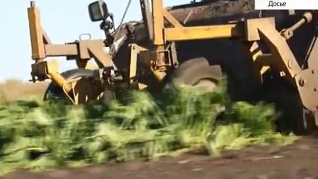 На Алтае начали перерабатывать урожай сахарной свеклы смотреть онлайн
