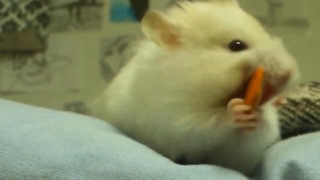 прожорливый хомяк