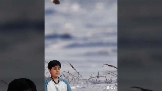 Arctic Foxes #animal #arctic #animals #fox #arcticanimals #arcticfox #whiteanimals #winterspecial смотреть онлайн