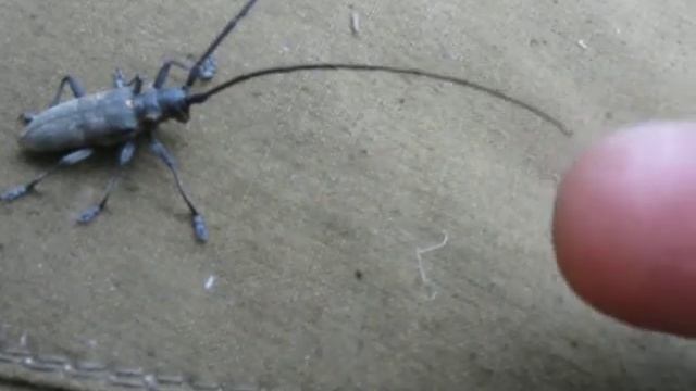 Усатый таракан смотреть онлайн