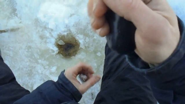 Вся рыба отлично клюёт и ловится зимой на эту насадку плотва,елец,окунь,зимняя рыбалка на мормышку смотреть онлайн