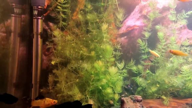 Гуппи, молли, пецилии, данио. малек растет 💪 смотреть онлайн