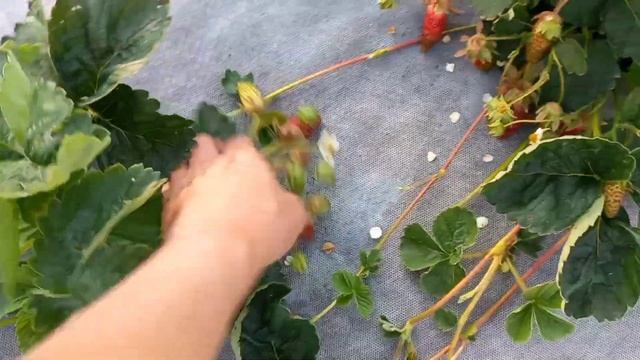 Земклуника Купчиха. Достоинства и недостатки. смотреть онлайн