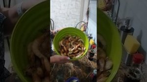 Креветки в аэрогриле🤗