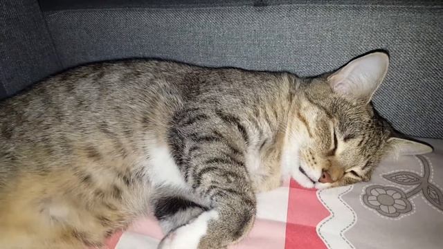 КОТ В ДОМЕ сон ночью. смотреть онлайн