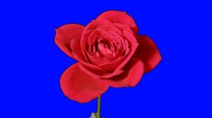 Футаж Цветы роза распускается хромакей