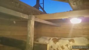 Построил новый сарай для коров