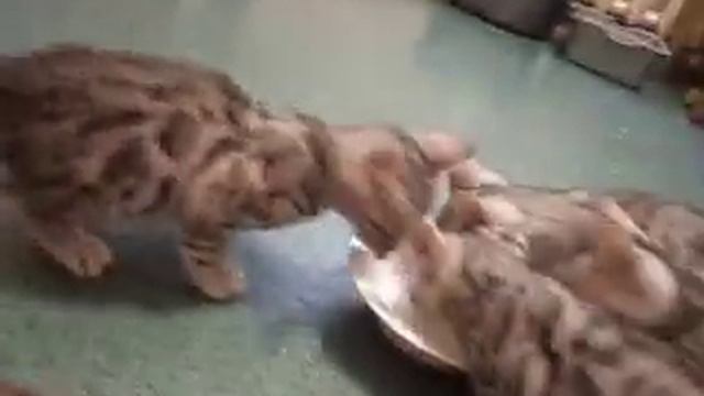 Серебряные бенгалы смотреть онлайн