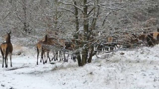 ЗИМНЯЯ СКАЗКА (ВОКАЛЬНЫЙ АНСАМБЛЬ "АПРЕЛЬ) смотреть онлайн