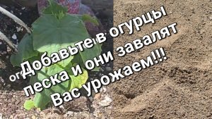 Дайте воздух корням! Добавьте в огурцы ПЕСКА и они завалят Вас УРОЖАЕМ!