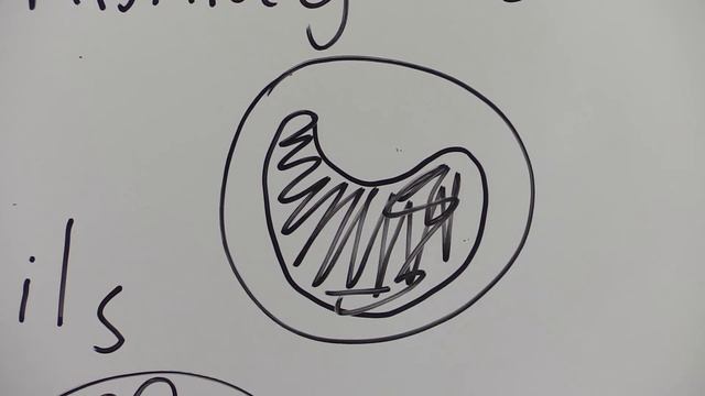 Blood 2, Cells, structure and function of red and white blood cells смотреть онлайн