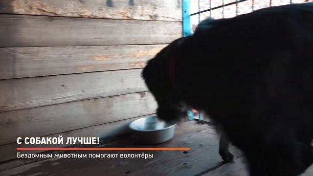 КРТВ. С собакой лучше! смотреть онлайн