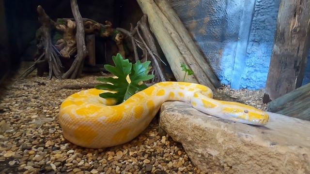 Giant Python Ban Overturned? смотреть онлайн