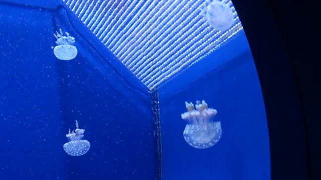 Медузы в Москвариуме смотреть онлайн