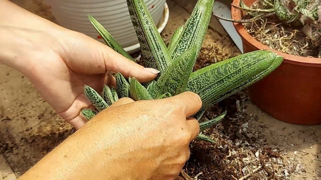 Como separo los hijuelos de mi gasteria exótica смотреть онлайн