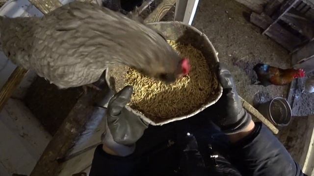 ОВЕС для КУРЯЧОГО ЗДОРОВ'Я. даю овес КОЖЕН день щоб кури не хворіли і хорошо неслись смотреть онлайн