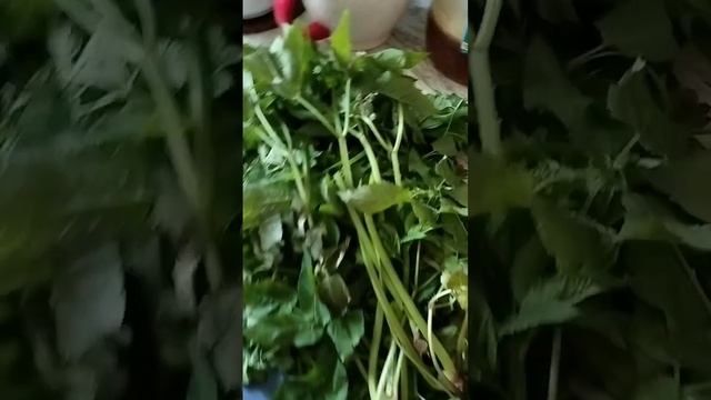 Сныть в корм курам... и не только курам. смотреть онлайн