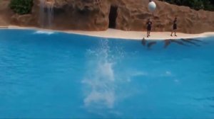 невероятные трюки дельфинов