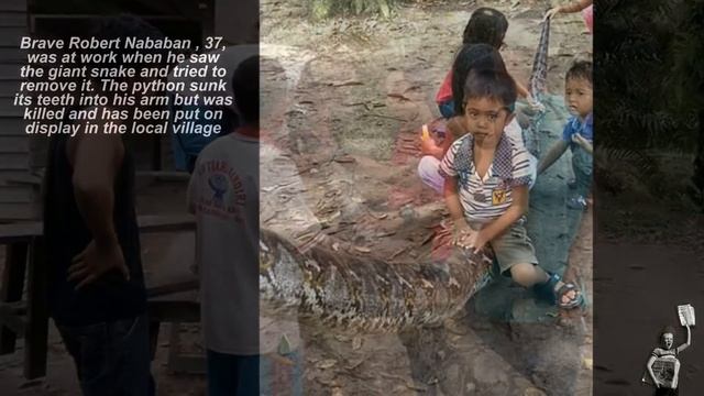 Man wins fight to the death with 25ft python he encountered on way home from work смотреть онлайн