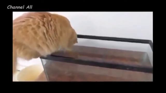 Кошки и Собаки Падают в Воду! Забавная Видео Подборка ! смотреть онлайн