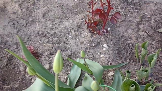 485.#Заморозки в Подмосковье❄Как чувствуют себя розы🌹Подарки для моего сада🌹🌹🌹 смотреть онлайн